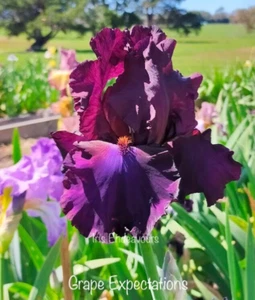 TALL BEARDED IRIS " GRAPE EXPECTATIONS " 1 x POT GROWN ROOTED RHIZOME - Picture 1 of 2