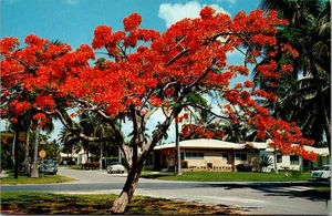 ROYAL POINCIANA Blühender Baum FLORIDA Postkarte - Bild 1 von 2