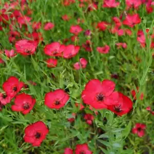 200 Scarlet Flax Flower Seeds/Crimson Flax/LINUM RUBRUM-FL796- Wildflower Annual - Picture 1 of 4