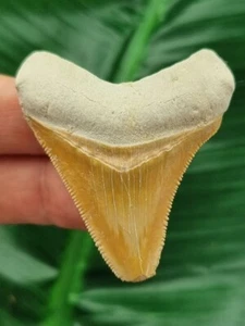 5,0 cm orangener Zahn des Megalodon - Hai Zahn Fossil - Bild 1 von 7