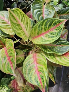 Aglaonema GOLDEN PAPAYA Live Plant 7 to 12" tall In 4" Pot~USA SELLER  - Picture 1 of 4