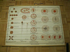 Jurica Biology Series Mitosis and Meiosis Aj Nystrom & Co Chicago Science Chart