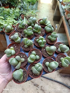 Pleiospilos VERDE Lithops 1 MACETA SURTIDA de 5 cm aprox Planta joven Suculenta - Picture 1 of 3