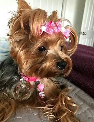 Collars for Dog and Cats collares para Perros y Gatos. Small Pets.  - Image 1 of 4