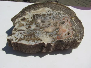 RARE AND SCARCE Wood Round 1 Lb. 14.2 oz  !!!Very nice one of a kind - Picture 1 of 6