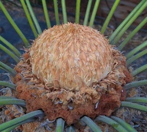 Cycas panzhihuaensis SAMEN - 400Y - SAMEN no enzephalartos - Bild 1 von 4