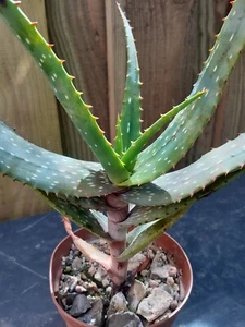 Succulent Aloe Microstigma (A) - Picture 1 of 2