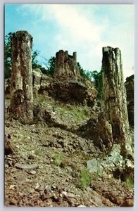 Postcard Wyoming Yellowstone National Park Petrified Tree Stumps Specimen Ridge - Picture 1 of 2