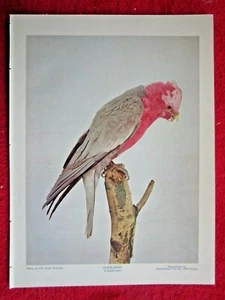 ANTIGUA IMPRESIÓN LITOGRÁFICA PÁJARO CACATÚA PECHUGA ROSA 1898 - Imagen 1 de 1
