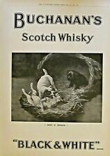 DOGS, JACK RUSSELL TERRIER, Buchanan's Scotch Whisky, Vintage 1912 Antique Print
