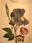 German Sword Lily Iris Germanica Blum Antique Lithograph 1838 Hand Colored