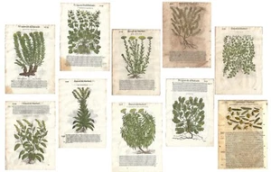 Stampe antiche 10 FOGLI ERBARIO MATTIOLI MATTHIOLI ediz. con figure grandi 1568 - Foto 1 di 11