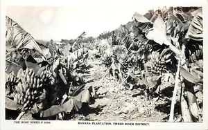 RPPC Postcard Banana Plantation Tweed River District Australia - Picture 1 of 2