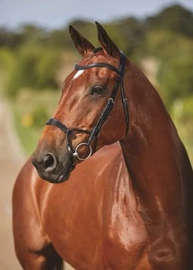 Collegiate Comfitec Trainingspferdetrense, schwarz, Warmblut - Bild 1 von 7