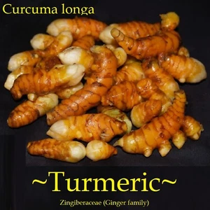 10 ~TUMERIC~ Roots Curcuma Longa Curcumin SPICE Rdy2Plant Rhizomes from Hawaii - Picture 1 of 10