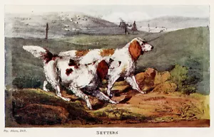 SETTERS DE CAMPO CASTAÑO NARANJA INGLÉS PERROS DE CAZA - PERRO PISTOLA - IMPRESIÓN ALKEN 1903 - Imagen 1 de 1