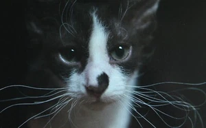 Gato Moderno Postal LaPerm Toyger Esfinge Sokoke Raquetas de Nieve Gatos Nuevo - Elige Uno - Imagen 1 de 8