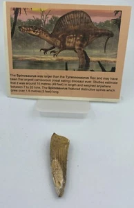 Spinosaurus Teeth Dinosaur F0SSIL Before T Rex Cretaceous K131 - Picture 1 of 3