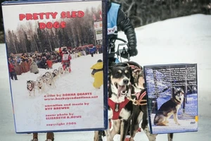 Hübsche Schlittenhunde DVD Iditarod Alaska Fell Rondy letzte große Rasse Huskys Musher - Bild 1 von 4