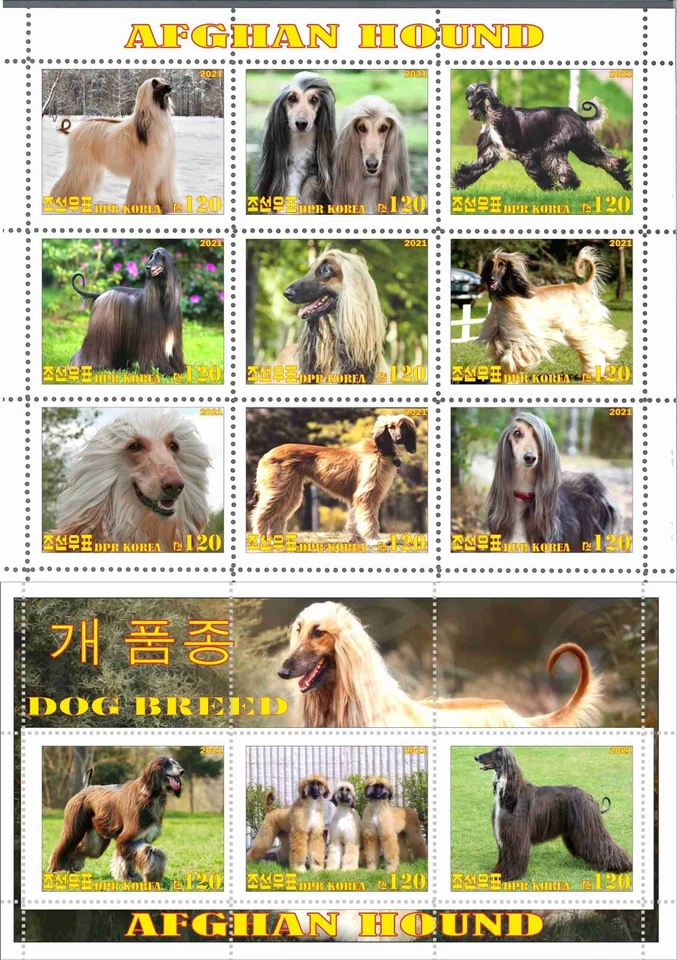 Stamp sheet+block Afgan Hound 2021 Korea issue - Image 1 of 1
