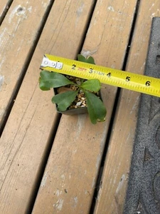 Nepenthes Clipeata Rare Carnivorous Plant 5" Diameter - Picture 1 of 4