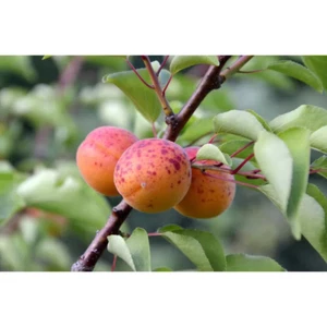 Dwarf Moorpark Apricot Tree - Largest and Sweetest Apricots (Bare-Root, 3 Ft. to - Picture 1 of 12
