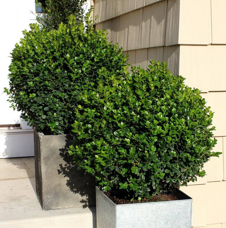 Sprinter Boxwood Shrub Buxus Microphylla Plant Evergreen Boxwood Plant 4.5qt Pot - Image 1 of 4