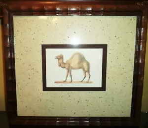 Das Kameel Camelus Dromedarius Framed Art Print - Picture 1 of 8