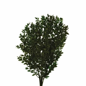 Preserved Ruscus Foliage Bundle Dark Green Up To 7cm/27in - Picture 1 of 1