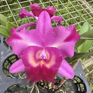 RON Cattleya Orchid Rlc. Robert Scalia X C. Angel Flare (C456) - Picture 1 of 7