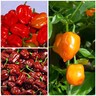 Angebot Habanero orange, Habanero chocolate, Habanero rot Samen Chili Chilisamen