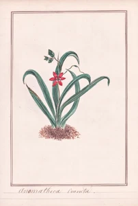 Anomatheca Scheiniris Flowering Grass Botany Watercolour Drawing 1830 - Picture 1 of 1