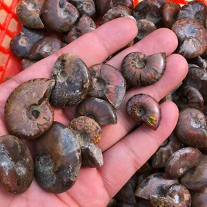 10 piezas de coloridos especímenes espirales de amonita fosiles de caracola natural de caracola - Imagen 1 de 11