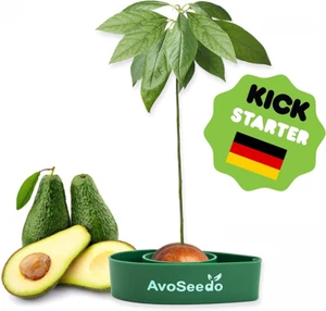 AvoSeedo Grow Your Own Avocado Tree Bowl Growing Kit Evergreen Plant Pot - Picture 1 of 6