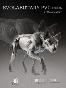 EVO Muskel Anatomie Wolf Modell Kunst Medizin Lehrtier Modell 1/8 - Bild 1 von 15