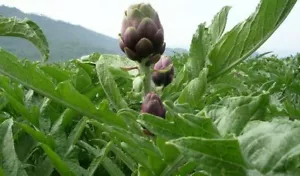 "50 VIOLET ARTICHOKE SEEDS OF ROMAGNA-Cynara scolymus-""Cimarol"" or ""mammola""" - Picture 1 of 1