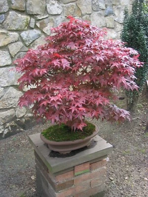 Red Japanese Maple Seeds - Acer palmatum 'Atropurpureum - 25/50/100 Tree Seeds - Image 1 of 4