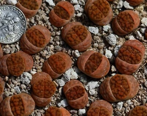 Plant -one-Lithops karasmontana C182 - Picture 1 of 4