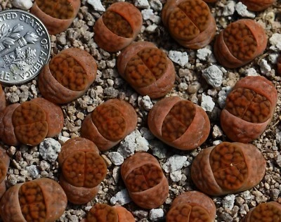 Plant -one-Lithops karasmontana C182 - Image 1 of 4