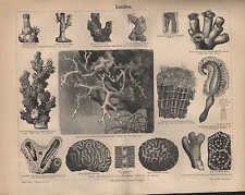 Lithografie 1890: Korallen. Hornkoralle Edelkoralle Knospenkoralle Orgelkoralle