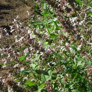 Katzenminze Nepeta grandiflora 'Dawn to Dusk' Bienenpflanze rosa Staude - Bild 1 von 1