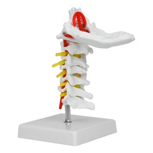 1:1 Human Cervical Arteria Spine Spinal Anatomical Model - Picture 1 of 7