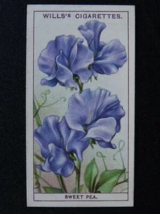 No.44 SWEET PEA Garden Flowers by W.D.& H.O. Wills Ltd 1933 - Picture 1 of 1