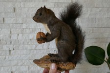 OLD LOVELY Nice *EUROPEAN SQUIRREL*, TAXIDERMY COLLECTORS, about 1970