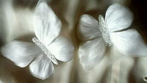 2x12cm BUTTERFLY CLIPS SATIN PEARL IVORY PETALS WEDDING / CELEBRATION DECORATION - Picture 1 of 4