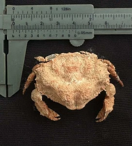 CRABS/Deep sea crab species preserved dried crabs - Picture 1 of 2