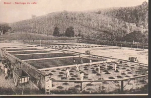 BRAZIL - BRESIL – Séchage du Café - Vintage Postcard - Picture 1 of 1