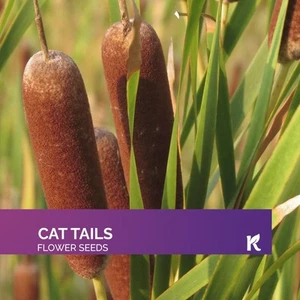200 Cat Tails (Typha latifolia) - Picture 1 of 7