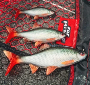 Señuelo de pesca Fox Rage ultra realista replicante de cucarachas lucio depredador todos los tamaños - Imagen 1 de 12