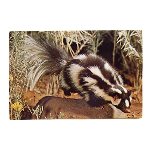 SPOTTED SKUNK (A) - Picture 1 of 2